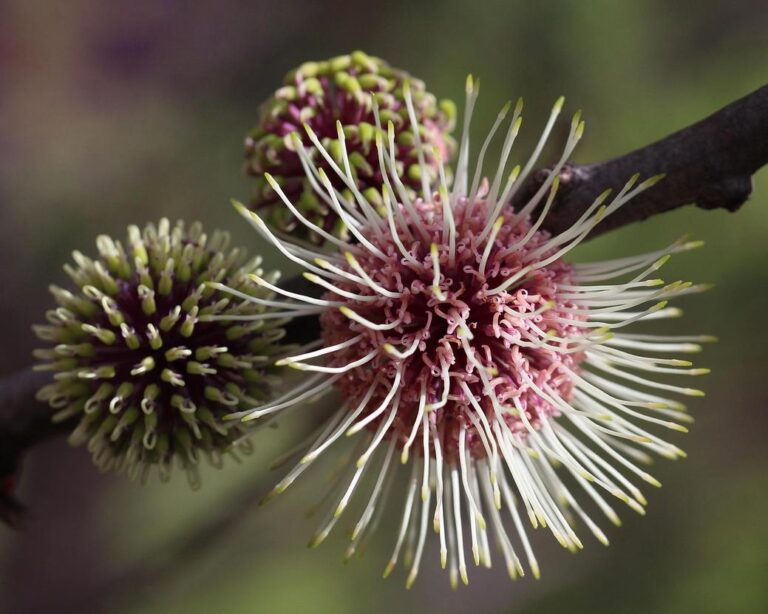 Developmental Effects