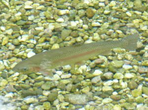 salmo 23 papiamentu
