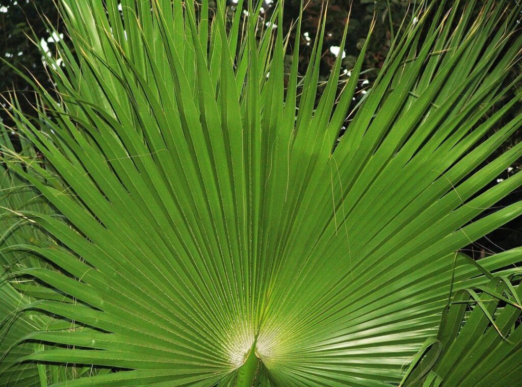 shahrul nizam pelakon